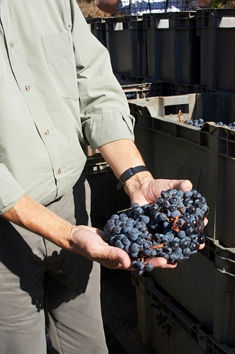 Miguel Louro, owner, shows aragones grapes