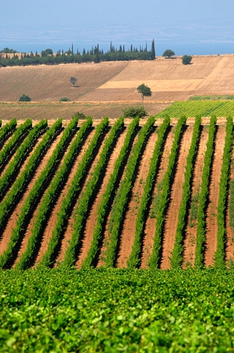 Vineyard in Greece