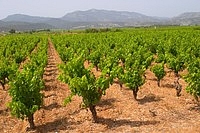 Languedoc vineyard