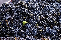 Harvested grapes, Beaujolais, France