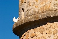 hite dove standing on a ledge of an old stone dove house A white dove standing on a ledge of an old stone dove house