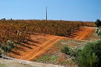 Road in vineyard