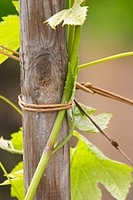 Tied vine