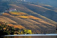 Vineyard by the river
