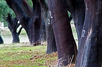 Cork oaks in Portugal