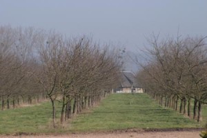 Apple tree field in early spring