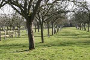 An apple orchard in early spring in Normandy