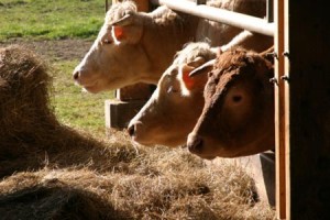 Farm cows in Normandy