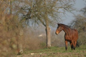 A horse in a filed in Normandy
