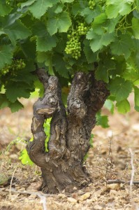 Old grenache vine