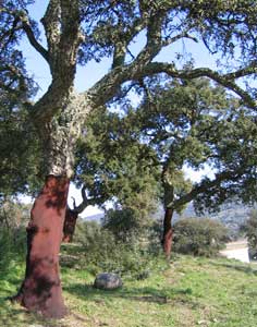 Sard cork oak