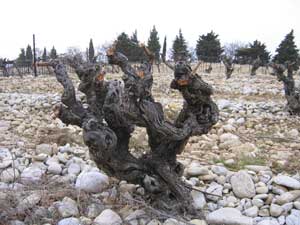 Old vine in Cairanne