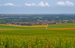 Champagne vineyards