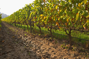vines in the vineyard