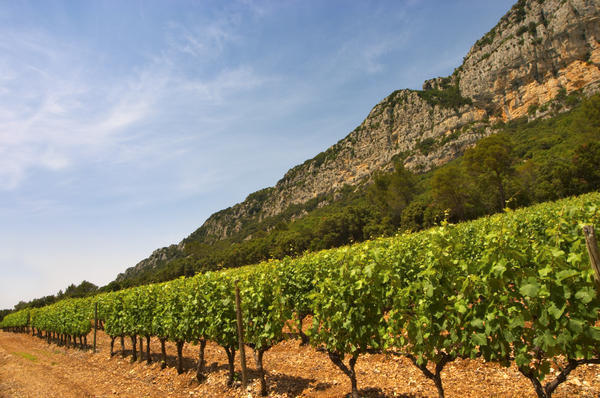 Vineyards and mountain