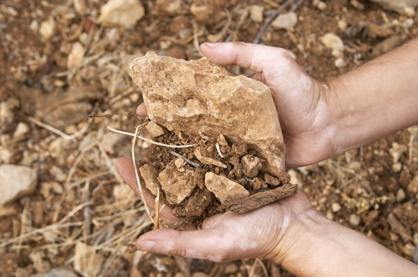 Soil in the hands of the winemaker