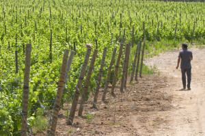 Walking in the vineyards