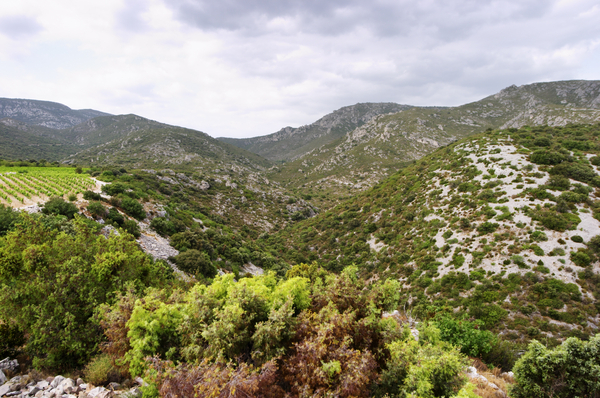 Vineyard in the garrigues