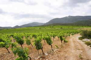 vineyards in languedoc