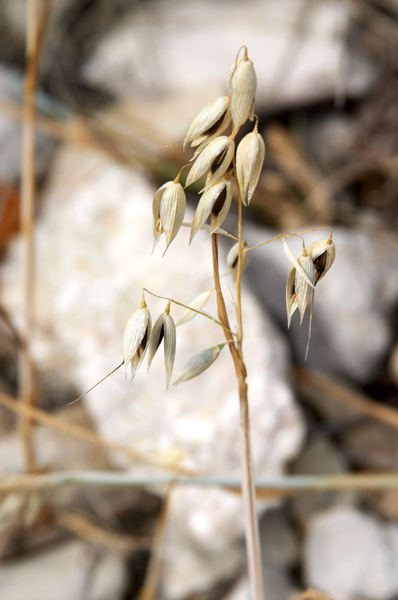 Some grain in the vineyard