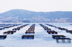 Oyster beds