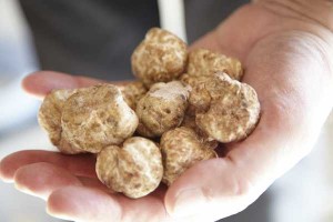 White truffles