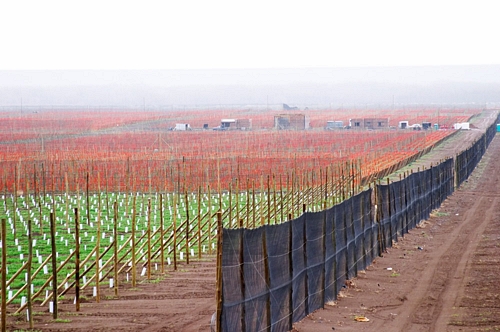 A fence as a wind shield in a vineyard