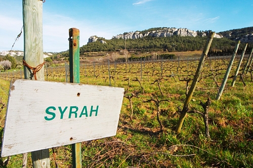 Syrah vineyard