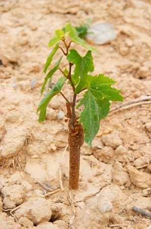 newly planted vine