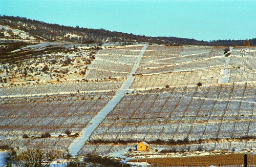 Snowy vineyards on a mountain side