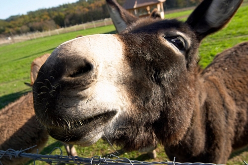 A donkey by the fence