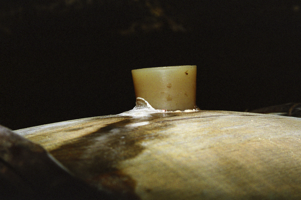 White wine fermenting in barrel