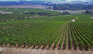 chablis vineyard