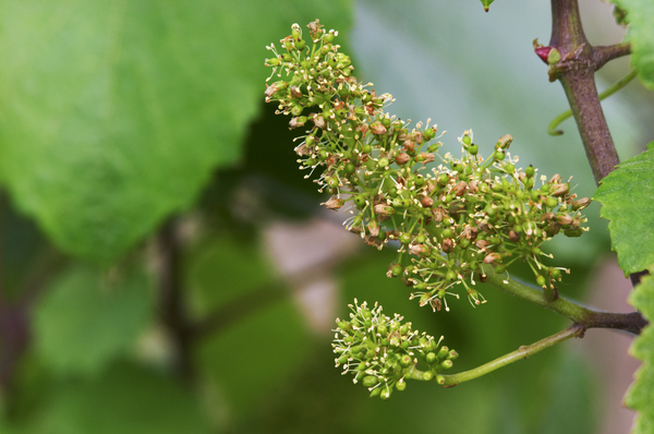 A vine in flower