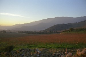 Vineyard in Chile