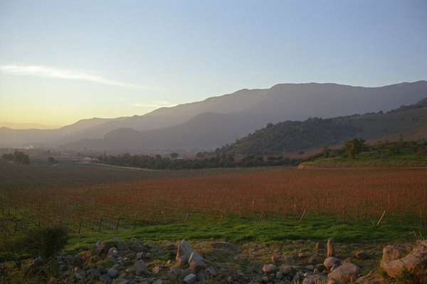 Vineyard, Region del Maule, Chile