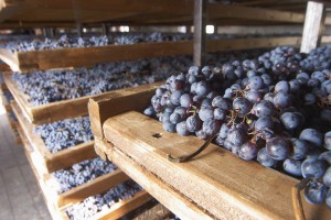 amarone grapes