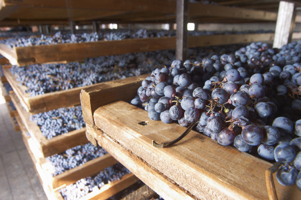 Grapes on shelves for drying for making amarone in Valpolicella