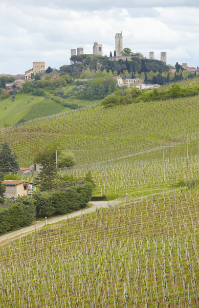 View over vineyards and San Gimignano in Tuscany