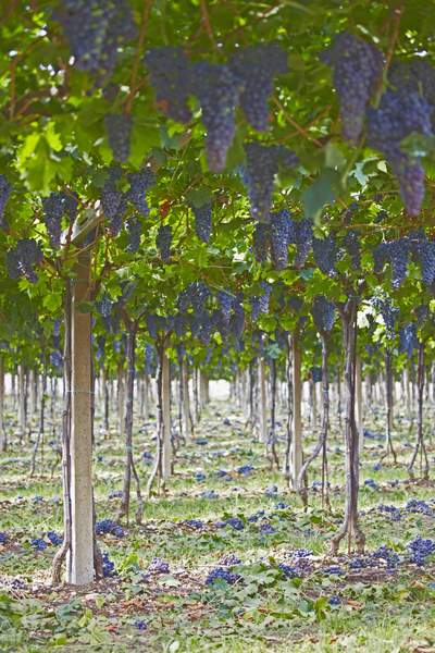 Corvina veronese grapes ready for harvest in Valpolicella (amarone)