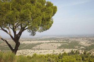 Landscape in Puglia