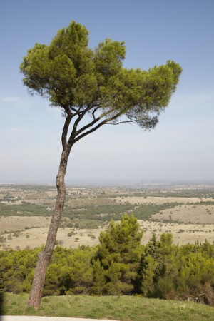 The landscape near Castel del Monte in Puglia (Apulia)