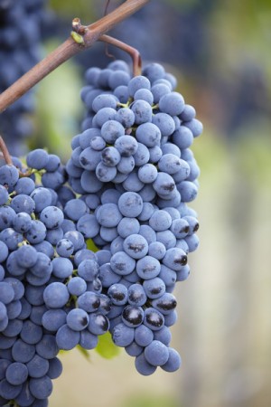 Sagrantino di Montefalco grapes in Umbria