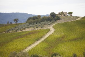 Italian vineyard landscape