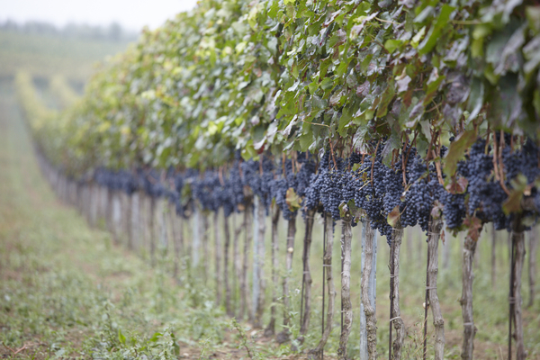 Gamay di Trasimena grapes in Umbria