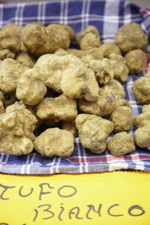 White truffles at the truffles market in Alba in Piemonte