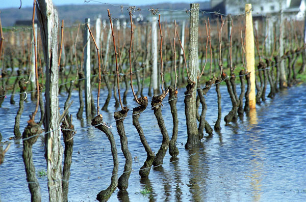 Vine pruned in winter in water