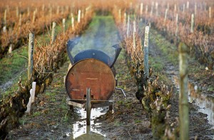 winter pruning