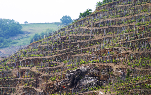 Terraced vineyards in the Cote Rotie