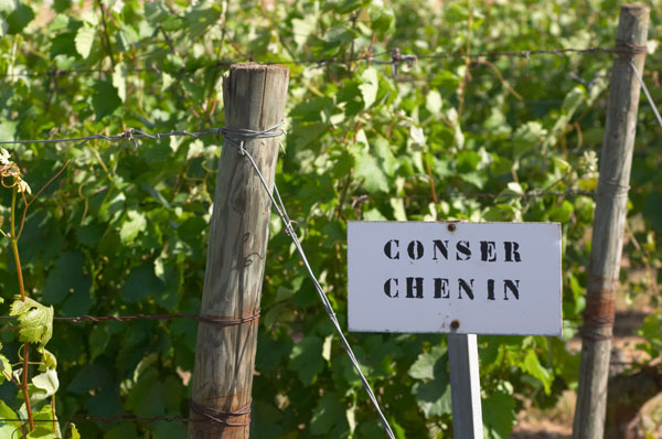 Chenin blanc vines